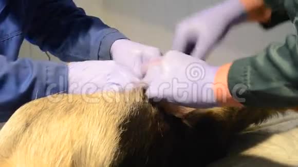 两个兽医做手术动物视频的预览图