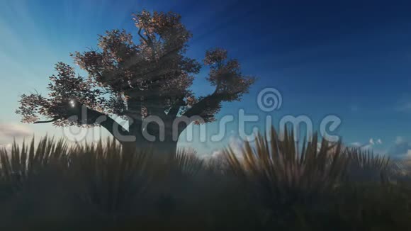 非洲猴面包树迎着美丽的朝阳视频的预览图