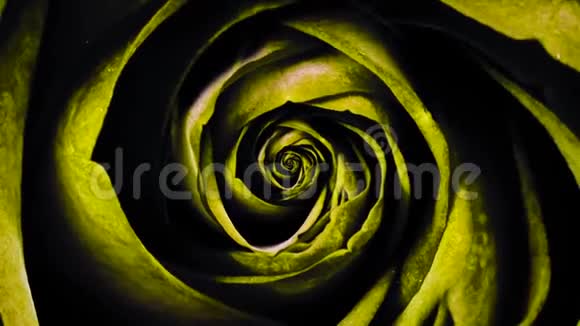 纺黄玫瑰花蕾抽象动画很漂亮的动画视频的预览图