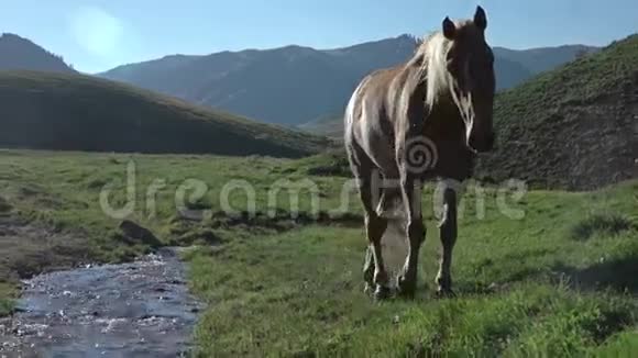 马在美丽的山地草原上视频的预览图