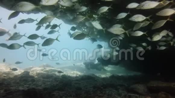 潜水员浸泡在珊瑚礁附近费尔特文图拉加那利岛视频的预览图