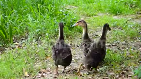 三只小鸭子视频的预览图