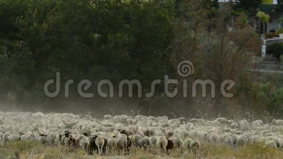 日落时分走着的一群羊视频的预览图