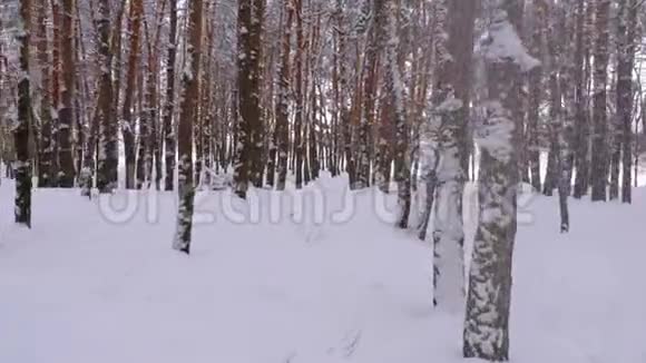 飞过冬日的松林在松树林间的一条雪道视频的预览图