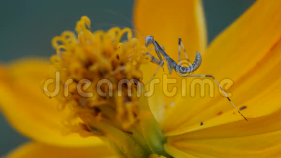 螳螂爬上宇宙之花视频的预览图