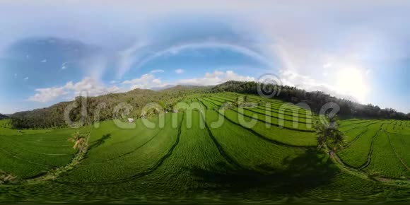 印尼水稻梯田vr360视频的预览图