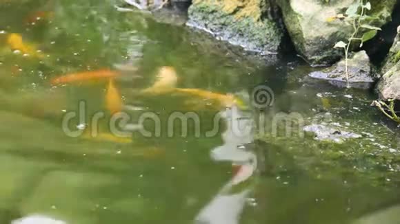 有浮鱼和石头的中国池塘视频的预览图