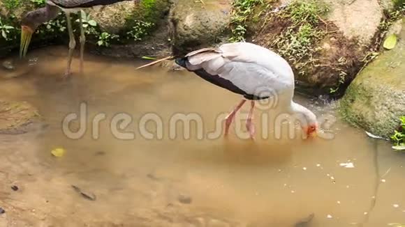 西伯利亚鹤沙丘鹤在池塘中寻找食物视频的预览图