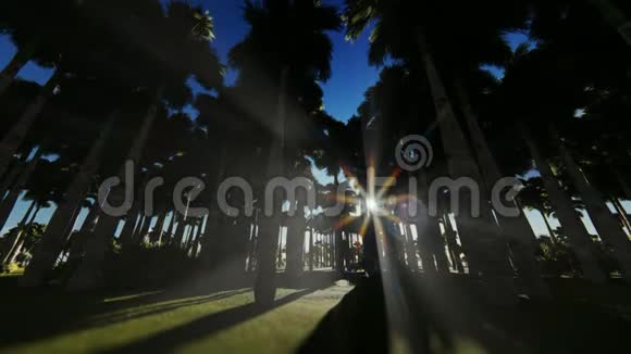 从一圈棕榈树上抬头望去日出时分视频的预览图
