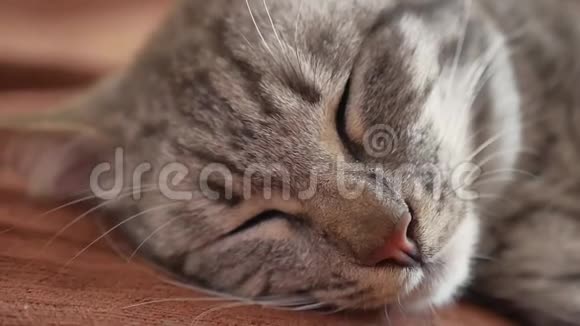 可爱的美国猫猫睡在床上视频的预览图