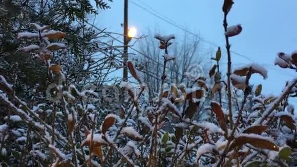 冬天的夜晚是白雪皑皑的大自然中的树叶视频的预览图