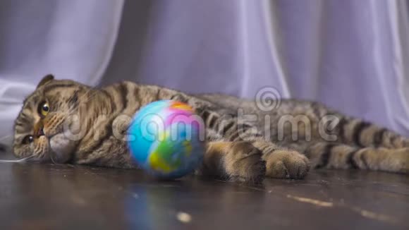 猫在玩地球仪你手中的世界概念慢动作视频的预览图