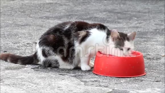 猫从红色的杯子里舔牛奶视频的预览图