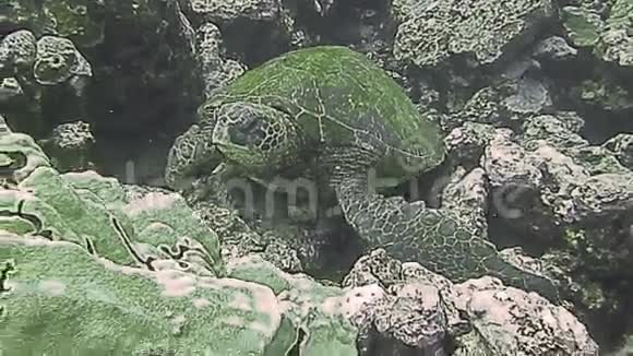 珊瑚礁上的绿海龟视频的预览图