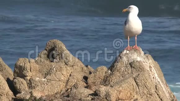 美国加利福尼亚州西海岸的海鸥视频的预览图