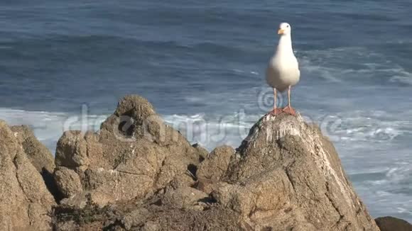 美国加利福尼亚州西海岸的海鸥视频的预览图