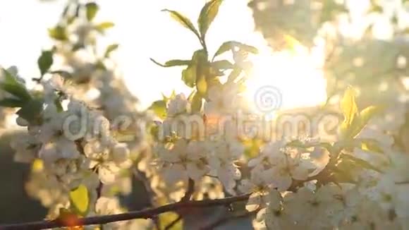 阳光下苹果树的枝视频的预览图