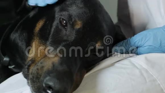 Doberman狗躺在兽医的特写镜头上视频的预览图