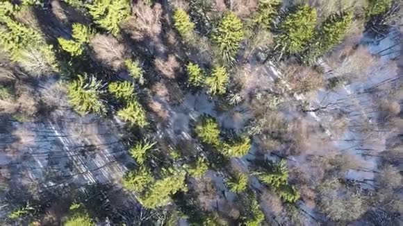 冬季森林中的树木和裸露的桦树空中视频的预览图
