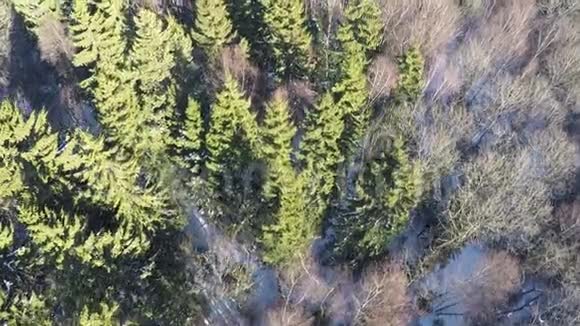 冬季森林有冷杉和桦树空中视频的预览图