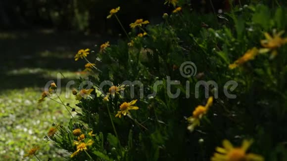 雏菊花在大自然中的宏观特写视频的预览图