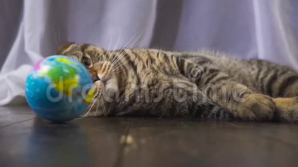 猫在玩地球仪你手中的世界概念慢动作视频的预览图
