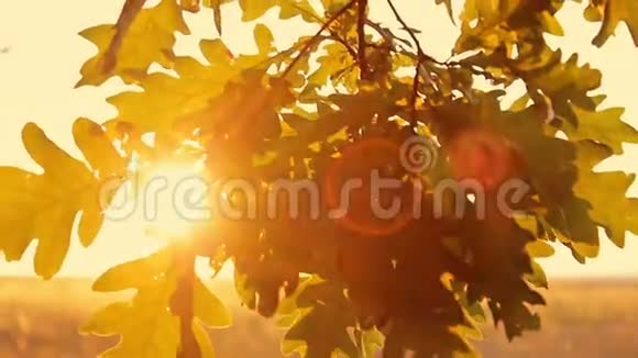 橡树在黄色的夕阳下离开视频的预览图