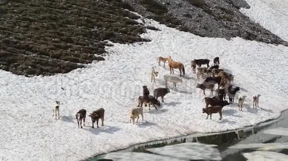 一群奶牛在靠近高山湖的雪场上放牧意大利阿尔卑斯山意大利视频的预览图