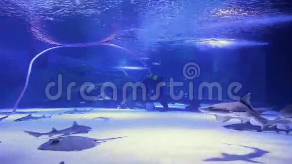 清洗巨大的水族馆视频的预览图