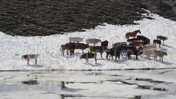 一群奶牛在靠近高山湖的雪场上放牧意大利阿尔卑斯山意大利视频的预览图