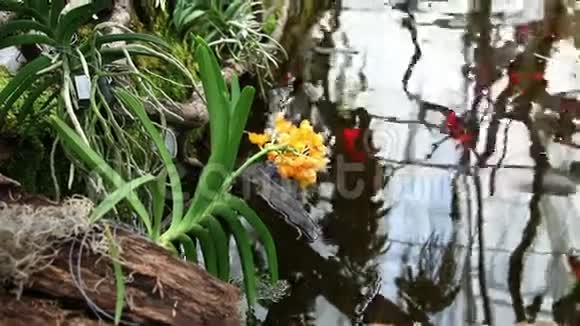 斜倚在鱼塘上的花朵视频的预览图