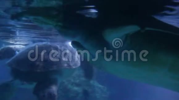 龟青海游泳对海龟嬉戏打闹咬咬牙又称青龟黑海视频的预览图