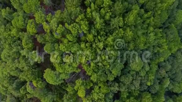 鸟瞰飞越森林视频的预览图