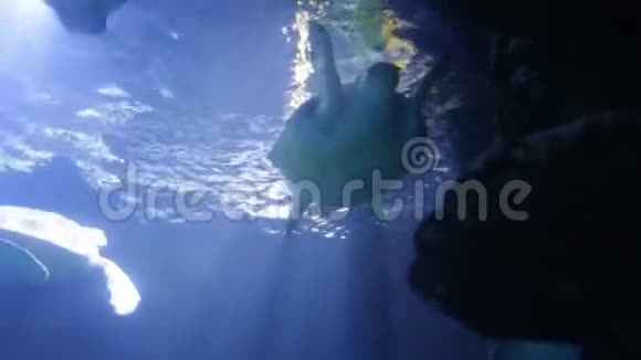绿海龟游泳对海龟嬉戏追逐咬咬人视频的预览图