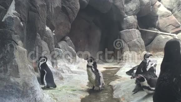 企鹅在莫斯科动物园俄罗斯视频的预览图