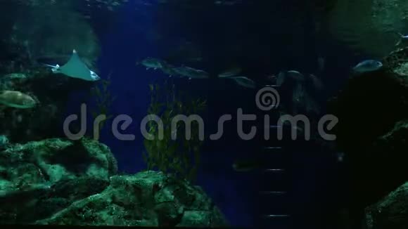 美丽的异国情调在黑暗的水族馆里看到鱼水下场景3840x2160视频的预览图
