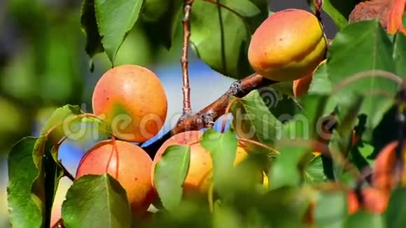 带杏的树枝视频的预览图