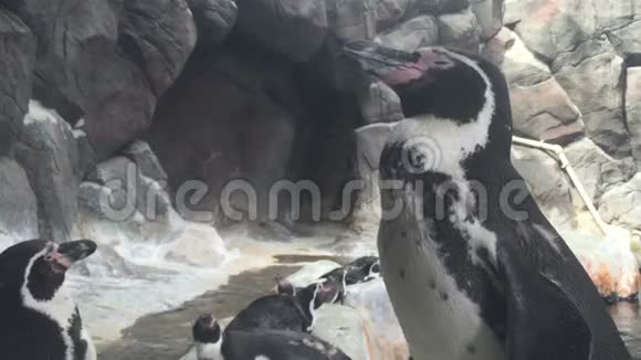 企鹅在莫斯科动物园俄罗斯视频的预览图