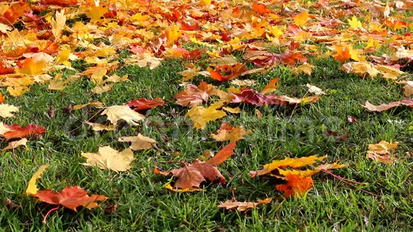 秋天的树叶在草地上视频的预览图