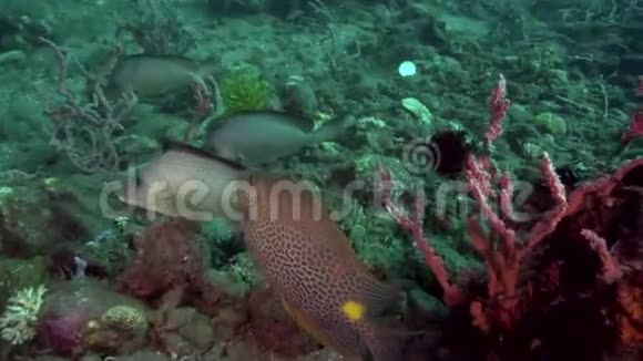 在祖鲁海的珊瑚中金色的脊骨脚视频的预览图