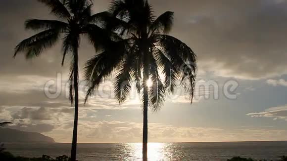 带棕榈树的热带日落视频的预览图