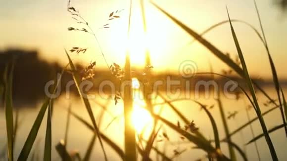 美丽的植物湖黎明视频的预览图