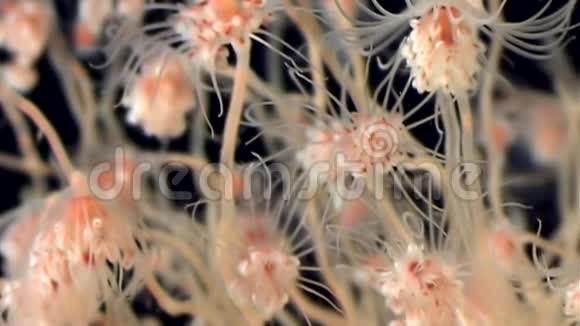 贝尔水母群在俄罗斯白海海底开放视频的预览图