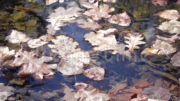 冬天池塘上的树木冻叶视频的预览图