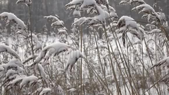 森林湖的海岸在冬天阳光明媚的日子里前景广阔下雪了视频的预览图