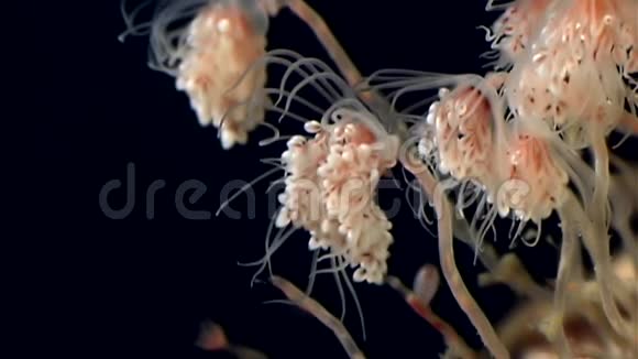 贝尔水母群在俄罗斯白海海底开放视频的预览图