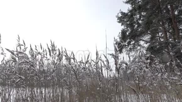 森林湖的海岸在冬天阳光明媚的日子里前景广阔下雪了视频的预览图
