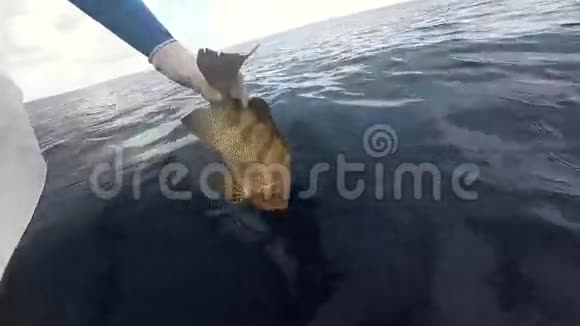 渔夫将格鲁珀释放到海洋中视频的预览图