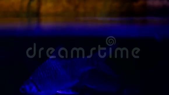 美丽的异国情调在水族馆里看到鱼水下黑暗场景3840x2160视频的预览图