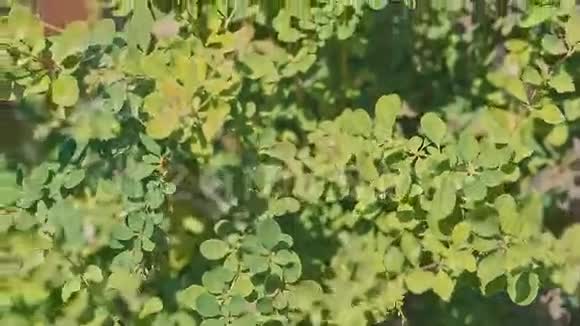 阳光下灌木丛的绿叶视频的预览图